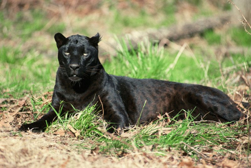 Blackpanther - 14.jpg